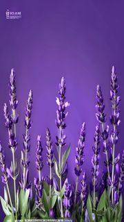 皇冠体育APP首页界面截图，薰衣草紫渐变背景下展示今日热门足球赛事赔率列表，操作简洁直观